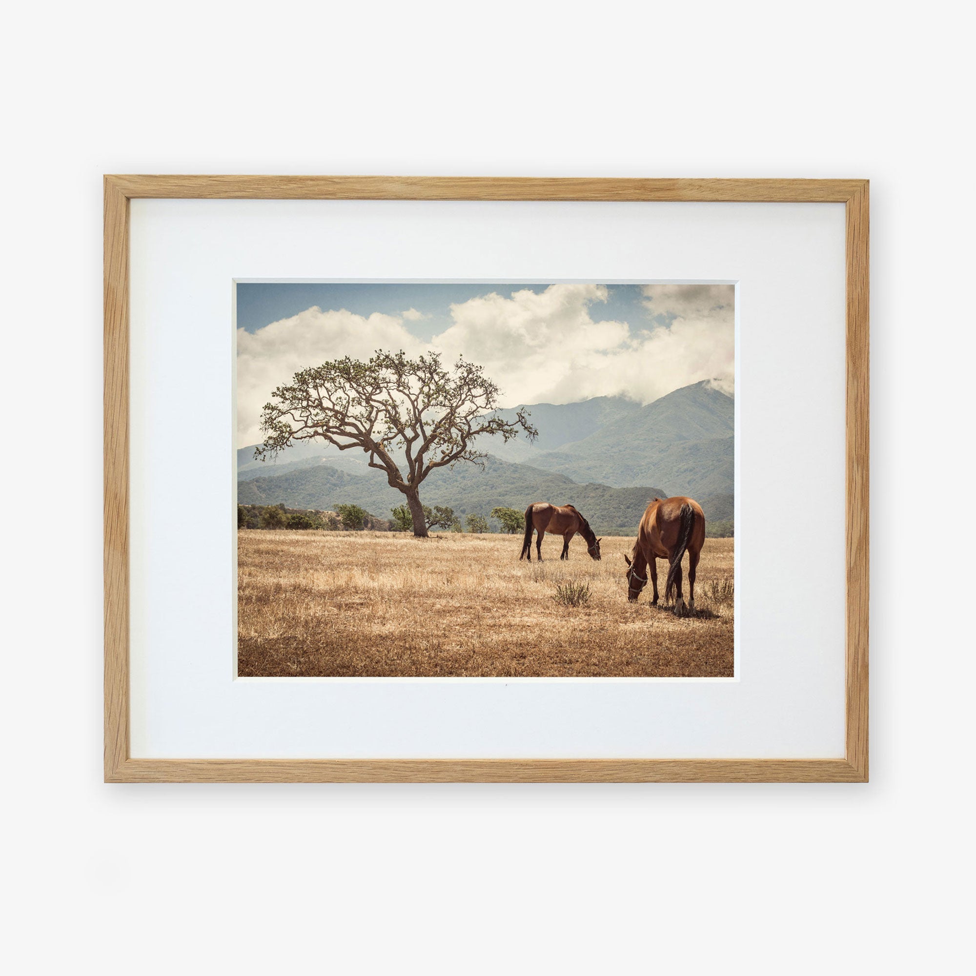 Framed photograph of two horses grazing under a sprawling tree in Santa Ynez Valley, with mountains and clouds in the background. Rustic Print of Horses in a Field, 'Santa Ynez Horses' by Offley Green.
