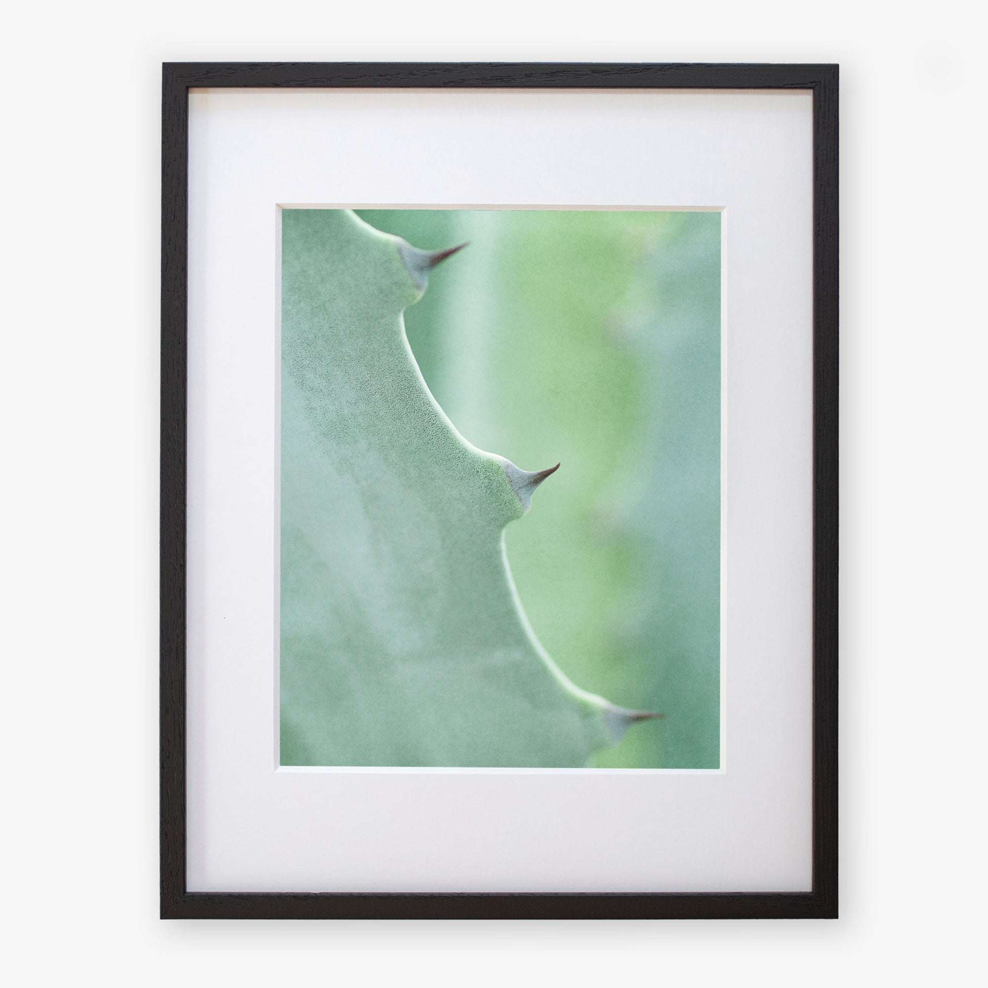 Close-up photograph of a Green Botanical Print, 'Aloe Vera Spikes II' by Offley Green, printed on archival photographic paper, against a white background.