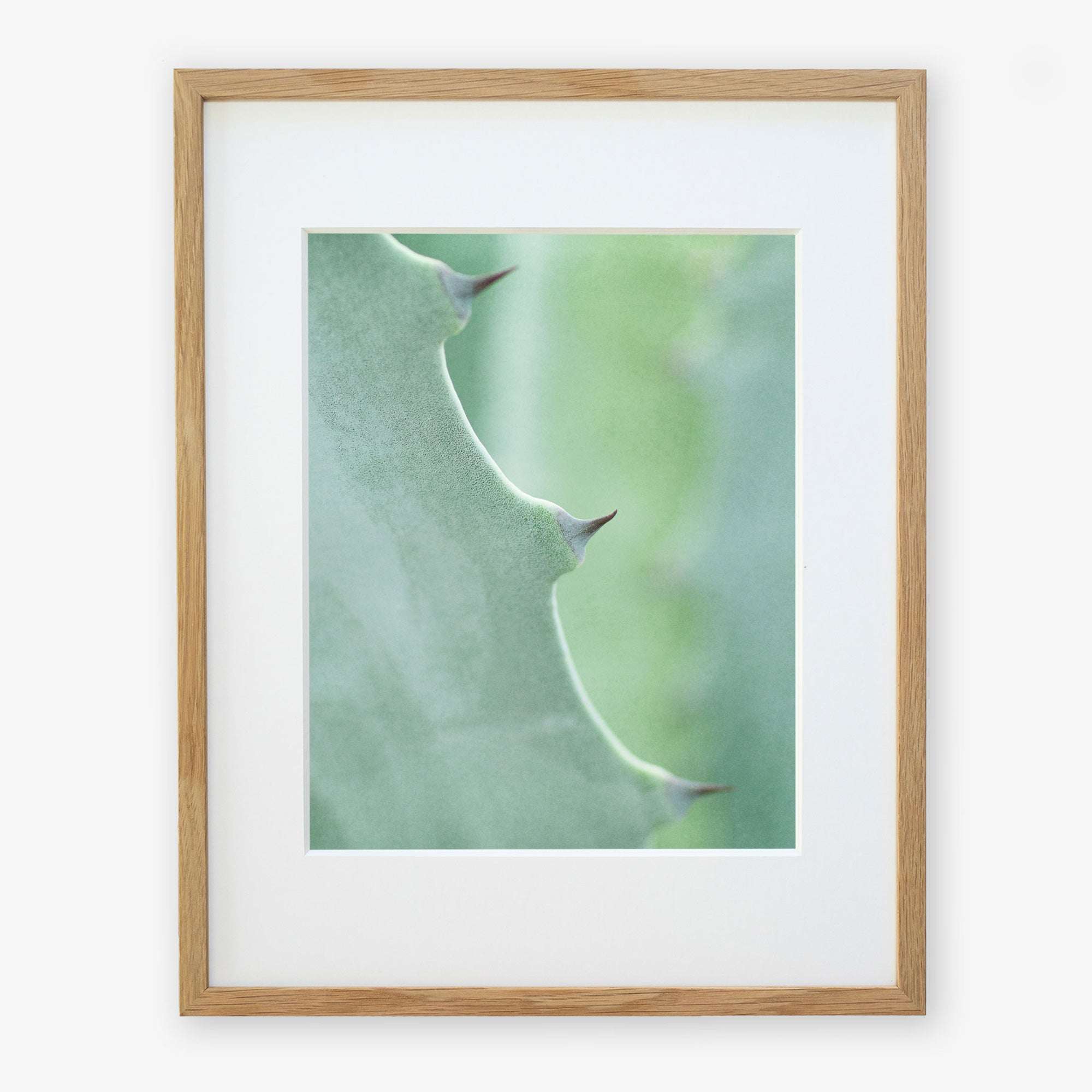 A close-up photo of an Offley Green 'Aloe Vera Spikes II' print, focusing on its green surface and sharp thorns, printed on archival photographic paper against a white background.