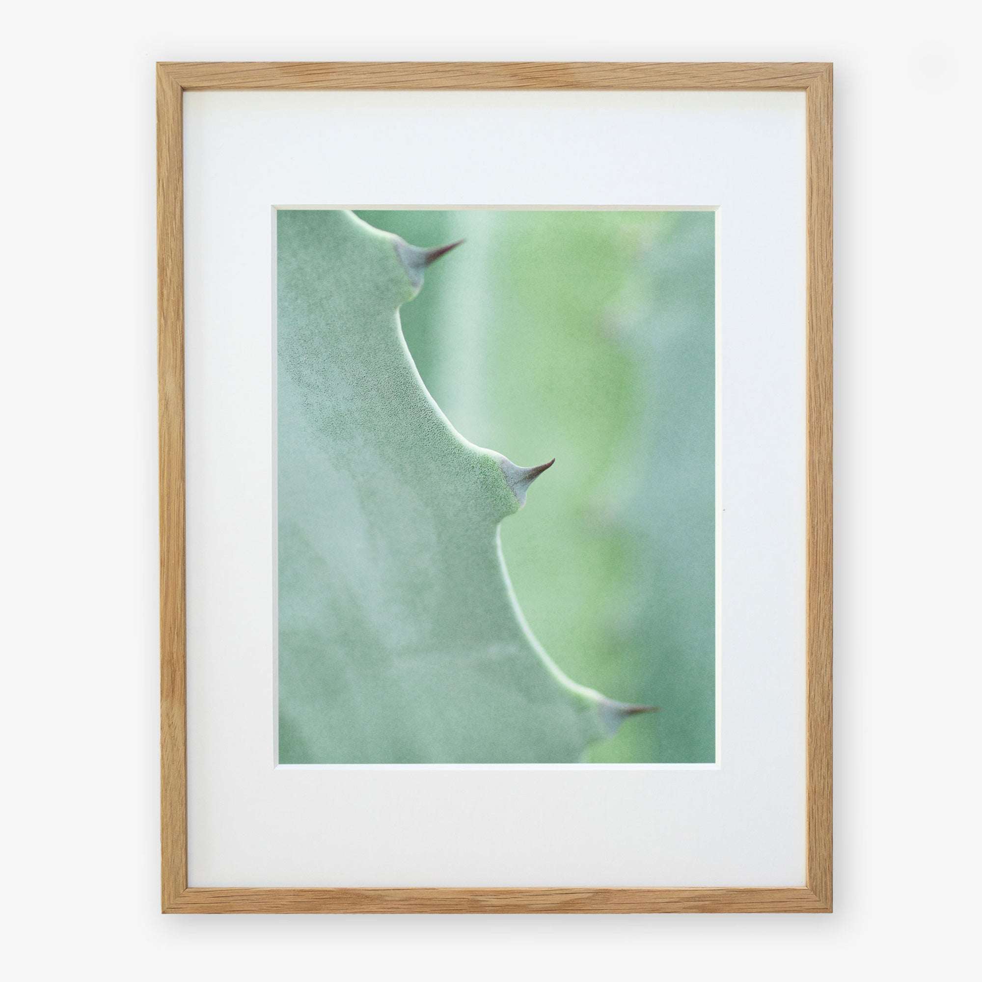 A close-up photo of an Offley Green 'Aloe Vera Spikes II' print, focusing on its green surface and sharp thorns, printed on archival photographic paper against a white background.