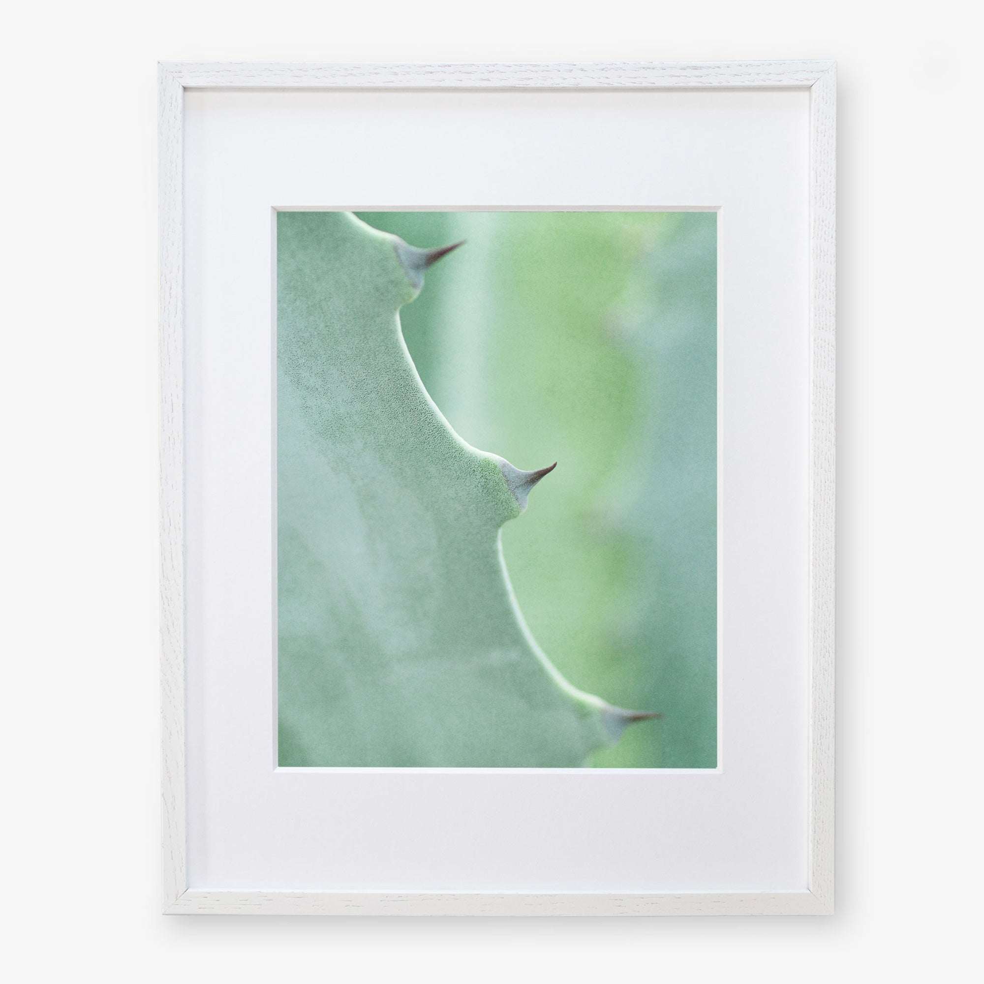 A close-up photo of a Green Botanical Print, 'Aloe Vera Spikes II' from Offley Green, showing sharp thorns and green texture, framed in a simple white border, mounted on archival photographic paper.