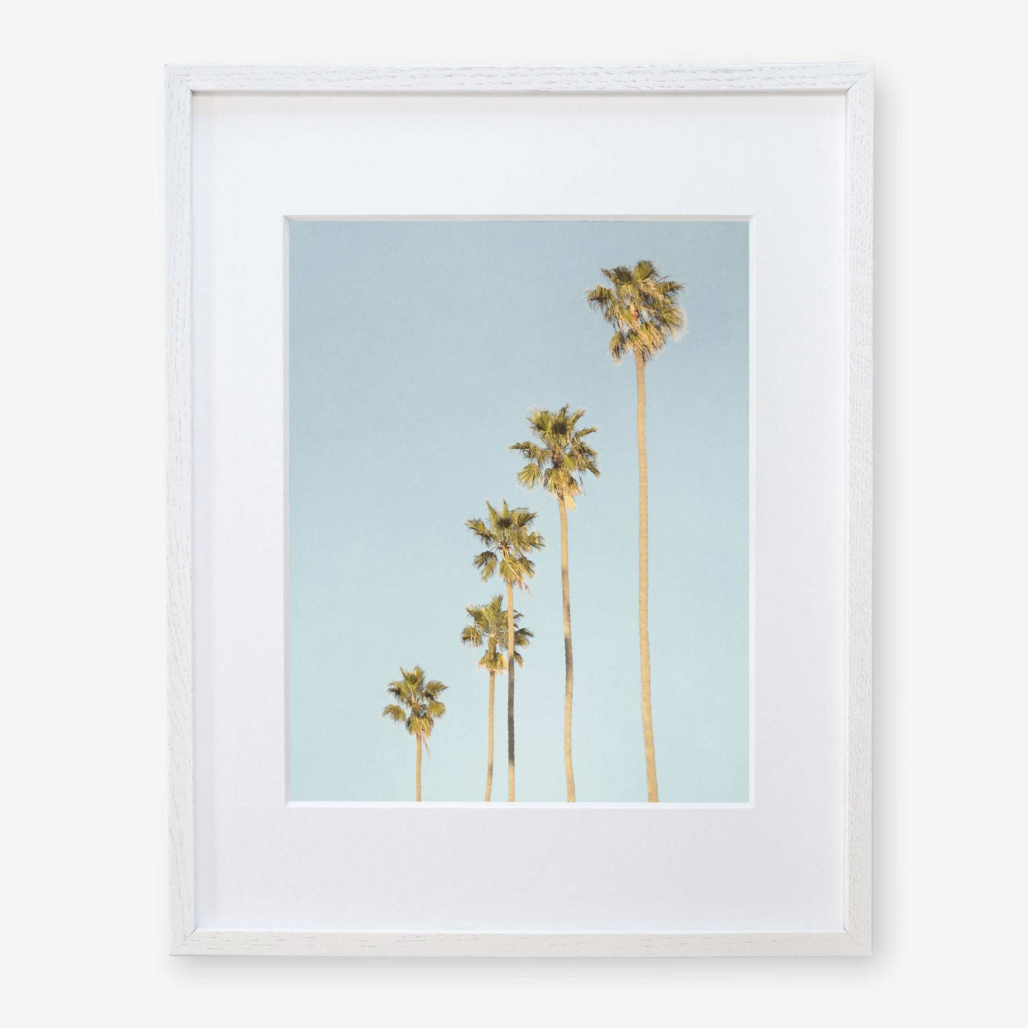 Framed photograph of a group of tall palm trees against a clear blue sky, depicted in a simple white frame, capturing the essence of California style - Offley Green's Los Angeles Palm Tree Photographic Print 'Palm Tree Steps'.