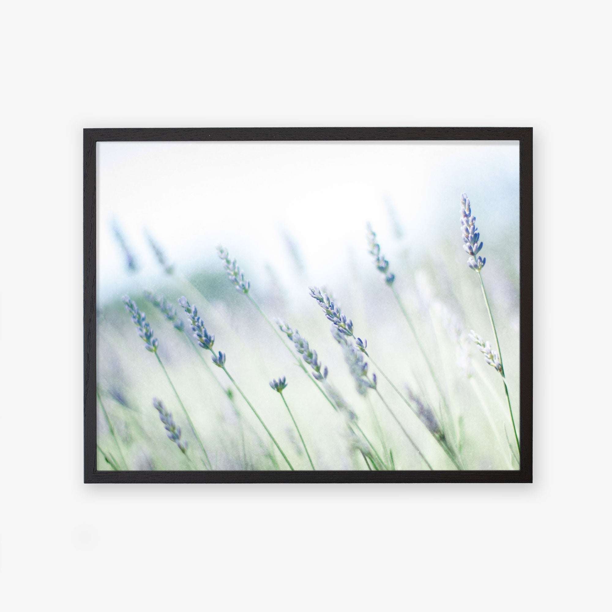 Offley Green&#39;s Rustic Farmhouse Floral Wall Art, &#39;Buds of Lavender&#39; portrays a gentle and peaceful ambiance with its softly focused lavender plants in Santa Ynez Valley and bright, ethereal background.