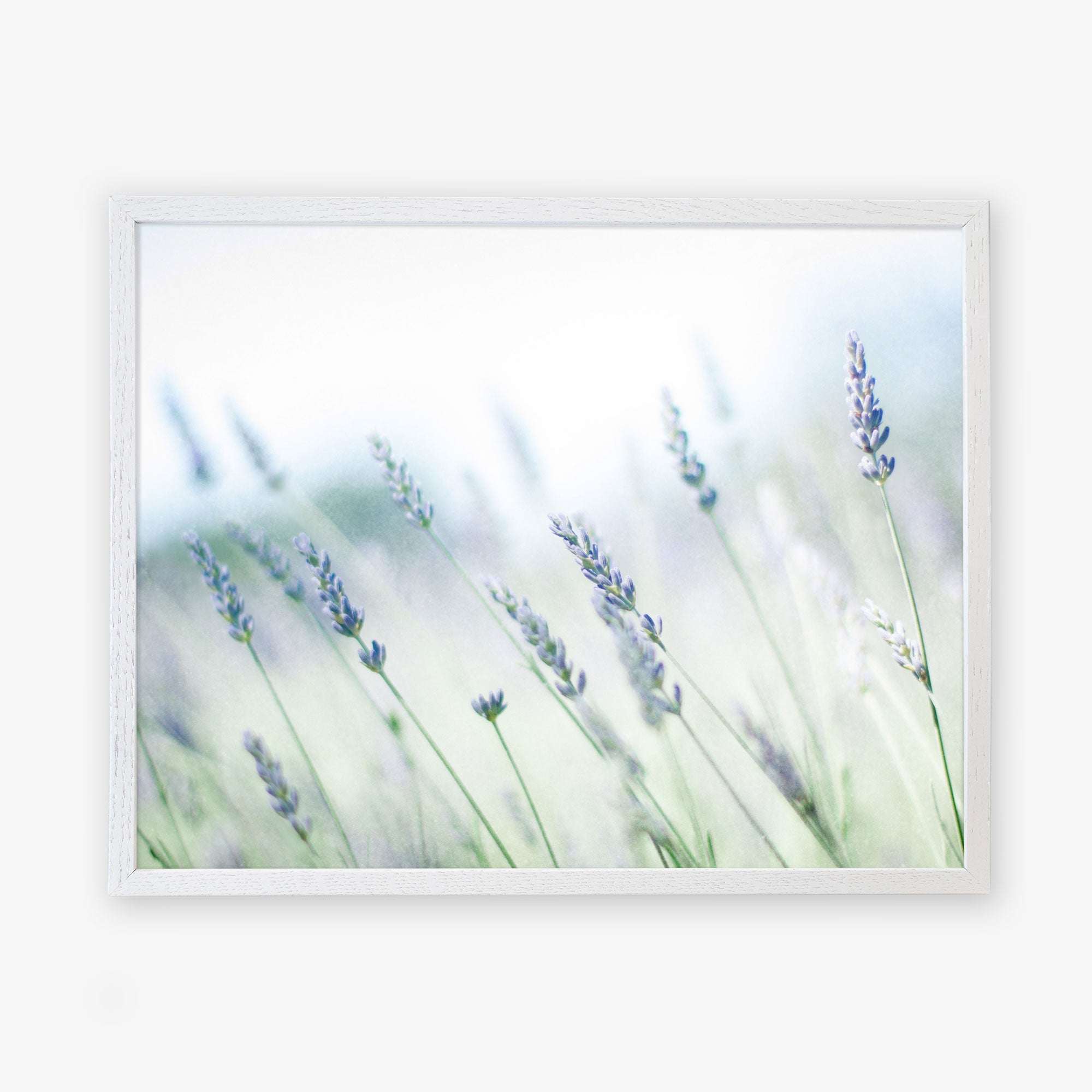 A framed photograph of Offley Green&#39;s Rustic Farmhouse Floral Wall Art, &#39;Buds of Lavender&#39;, featuring a soft-focus, dreamy image of lavender flowers in the Santa Ynez Valley, emphasizing their delicate purple hues against a blurred green and white background.
