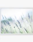A framed photograph of Offley Green's Rustic Farmhouse Floral Wall Art, 'Buds of Lavender', featuring a soft-focus, dreamy image of lavender flowers in the Santa Ynez Valley, emphasizing their delicate purple hues against a blurred green and white background.