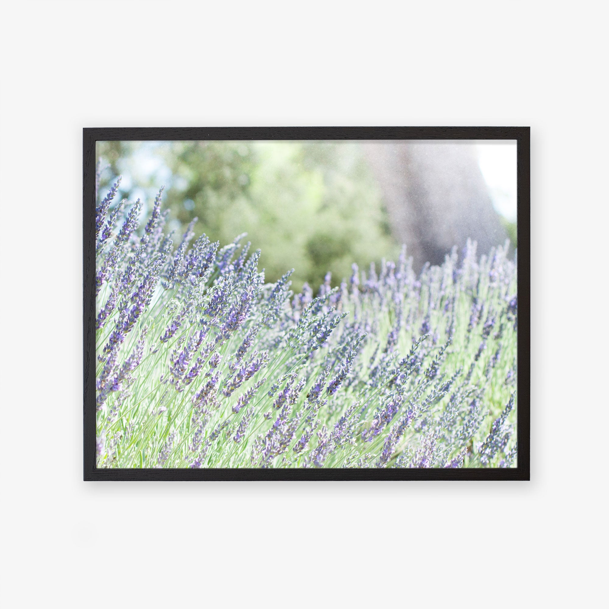 A Rustic Floral Print, 'Fields of Lavender' by Offley Green captures a field of tall, narrow purple flowers on slender green stems. The blurred background reveals more greenery and hints of a tree trunk, evoking a peaceful outdoor scene. Unframed prints of this serene image are available on archival photographic paper.