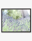 Rustic Floral Print, 'Fields of Lavender'