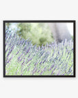A Rustic Floral Print, 'Fields of Lavender' by Offley Green captures a field of tall, narrow purple flowers on slender green stems. The blurred background reveals more greenery and hints of a tree trunk, evoking a peaceful outdoor scene. Unframed prints of this serene image are available on archival photographic paper.