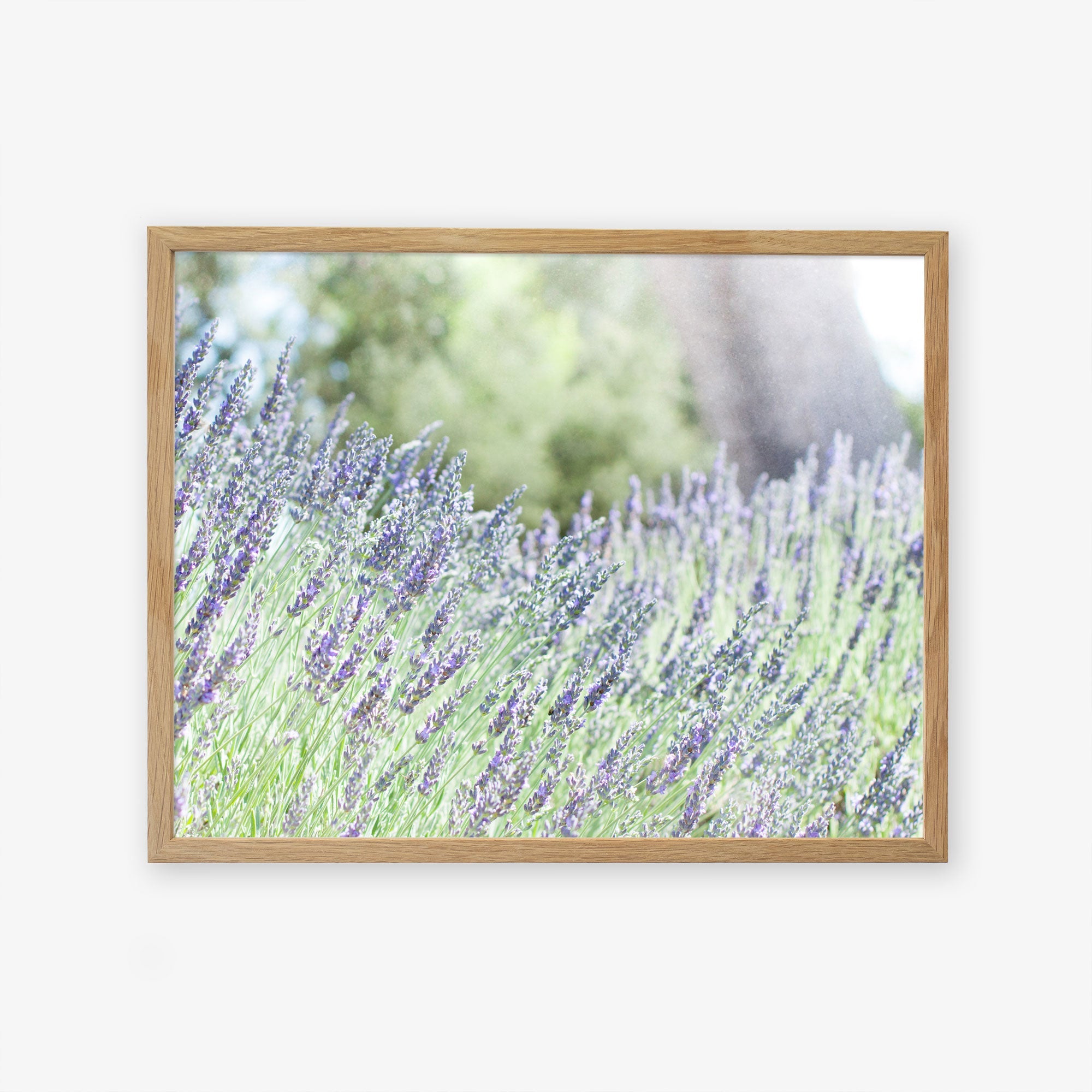A framed photograph of a lavender field with tall, purple lavender flowers in bloom. The background is blurred, showcasing a tree trunk and greenery, creating a serene and natural scene. Printed on archival photographic paper, the frame has a light wood finish. This piece is known as "Rustic Floral Print, 'Fields of Lavender'" by Offley Green.