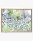 A framed photograph of a lavender field with tall, purple lavender flowers in bloom. The background is blurred, showcasing a tree trunk and greenery, creating a serene and natural scene. Printed on archival photographic paper, the frame has a light wood finish. This piece is known as "Rustic Floral Print, 'Fields of Lavender'" by Offley Green.