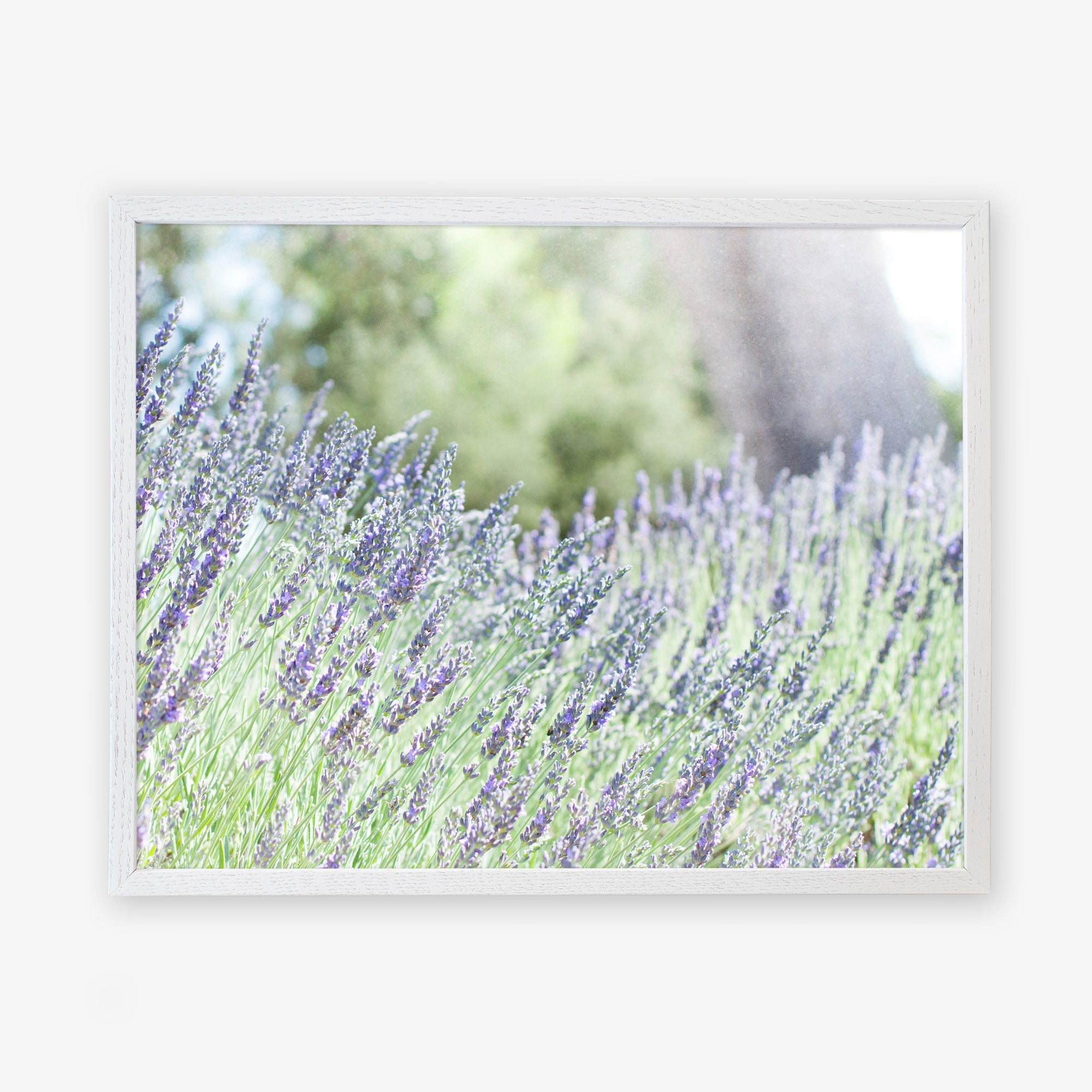 A framed photograph of a lush lavender field, with purple blossoms swaying gently. In the background, green trees and a blurred large tree trunk are visible, all set against a soft, light sky. The white frame contrasts with the vibrant colors of Offley Green's Rustic Floral Print, 'Fields of Lavender.'