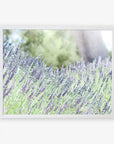 A framed photograph of a lush lavender field, with purple blossoms swaying gently. In the background, green trees and a blurred large tree trunk are visible, all set against a soft, light sky. The white frame contrasts with the vibrant colors of Offley Green's Rustic Floral Print, 'Fields of Lavender.'