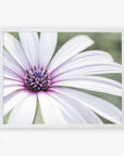 A close-up photo of a Large White Daisy Flower Print, 'Bed of Petals' by Offley Green, captured on archival photographic paper, framed against a blurry green background.