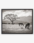 Black oak frame without matting