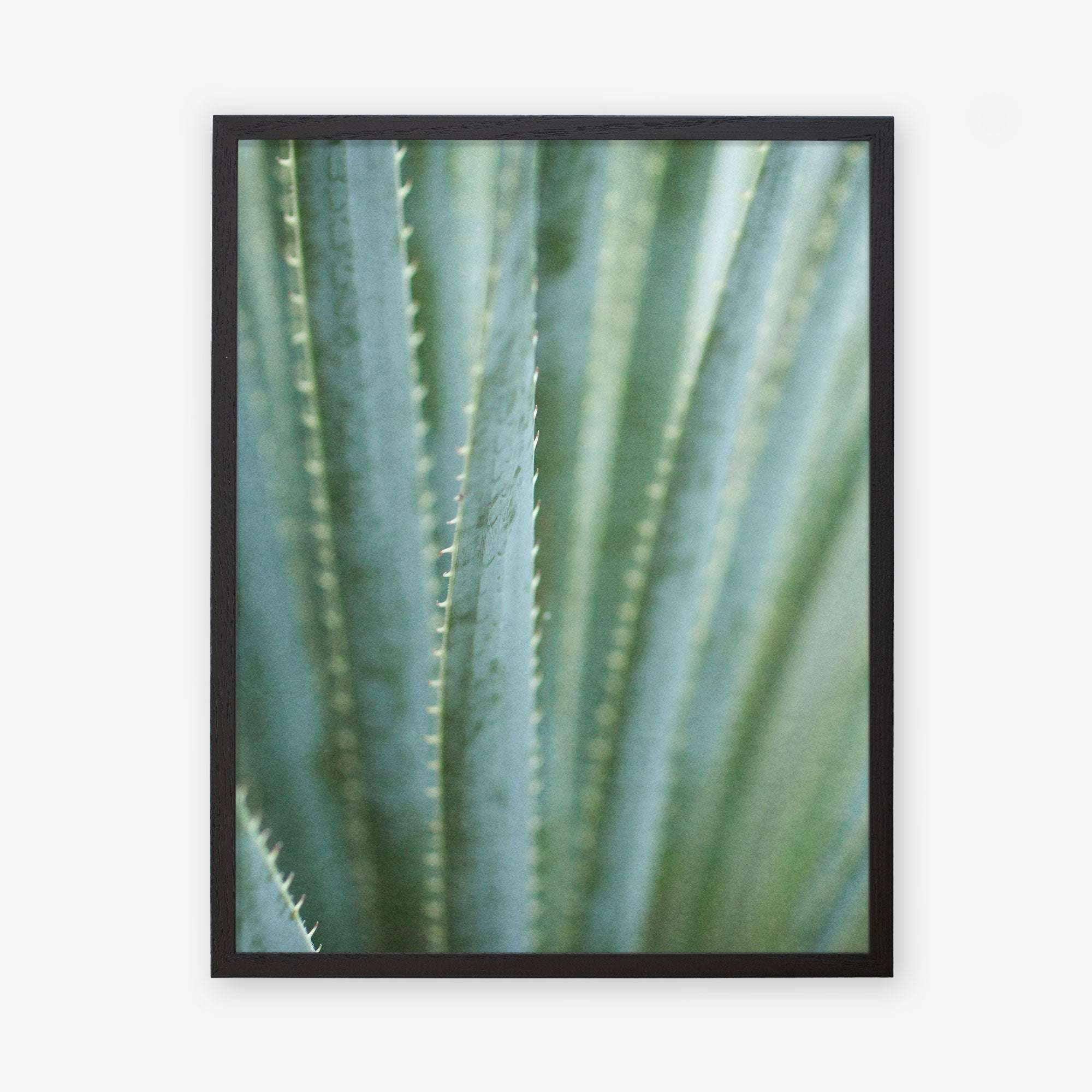 A close-up photograph of aloe vera leaves, showing their green color and spiky edges, printed on archival photographic paper against a white wall featuring the Green Botanical Print &#39;Strands and Spikes II&#39; by Offley Green.
