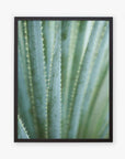 A close-up photograph of aloe vera leaves, showing their green color and spiky edges, printed on archival photographic paper against a white wall featuring the Green Botanical Print 'Strands and Spikes II' by Offley Green.