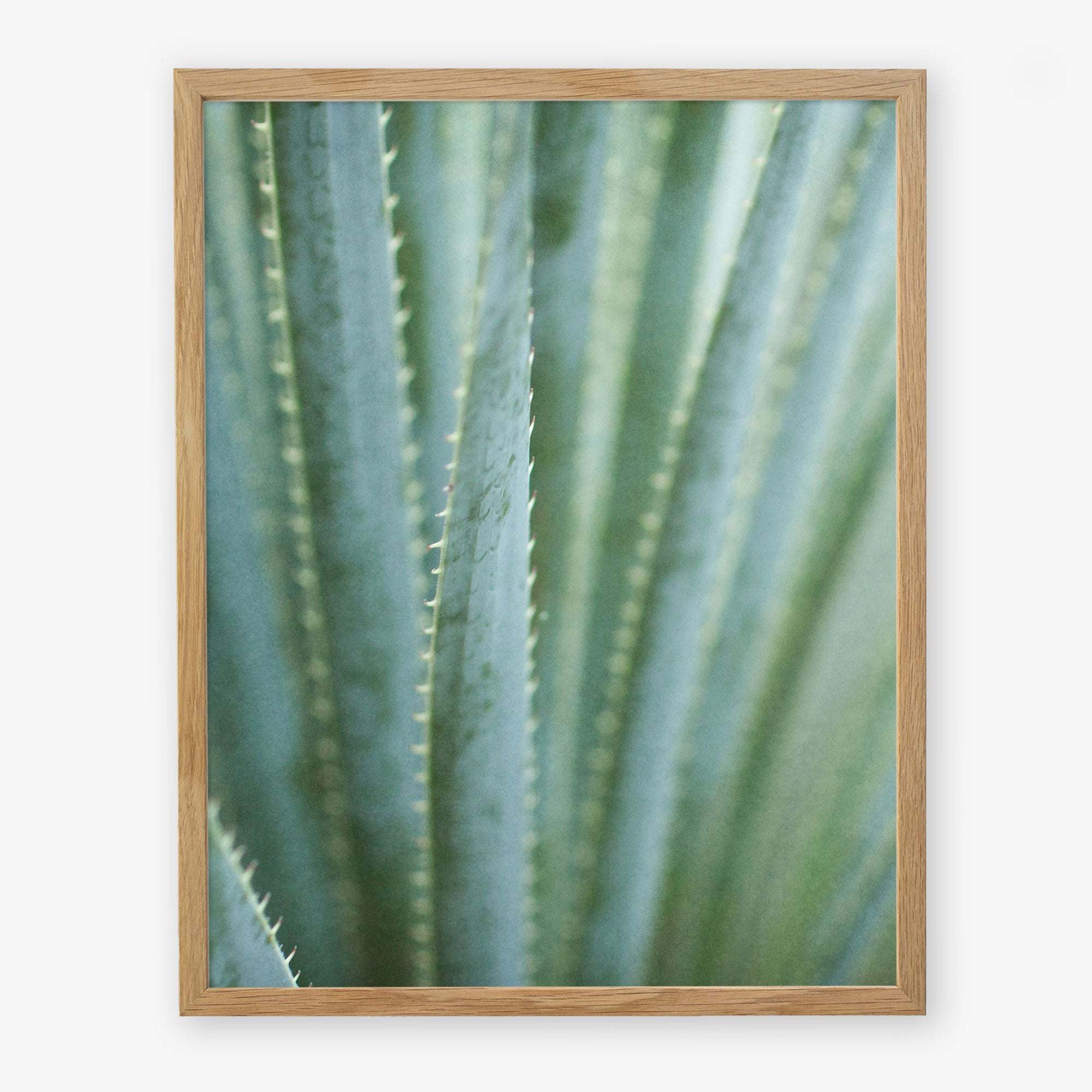 A close-up photograph of a green agave plant with sharp edges, printed on archival photographic paper as the Green Botanical Print &#39;Strands and Spikes II&#39; by Offley Green, and displayed against a plain background.