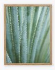 A close-up photograph of a green agave plant with sharp edges, printed on archival photographic paper as the Green Botanical Print 'Strands and Spikes II' by Offley Green, and displayed against a plain background.