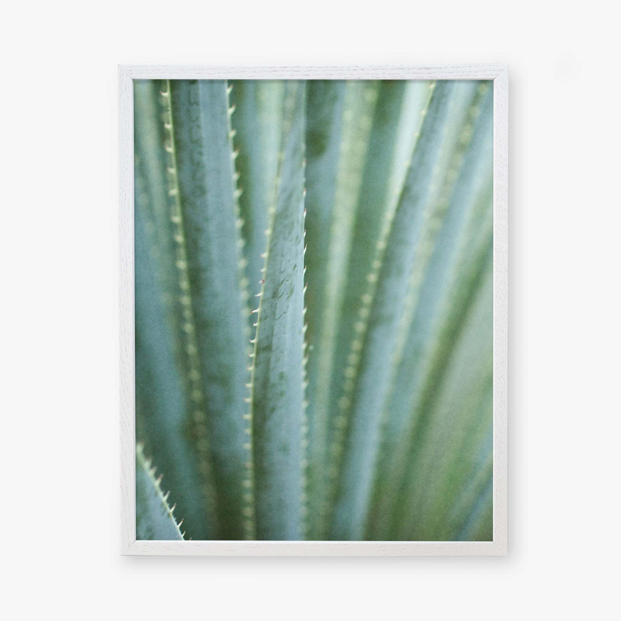 Close-up photo of a green agave plant with sharp, pointed leaves showing detailed textures and spiky edges, framed against a soft, blurred background. This desert plants photography is printed on archival photographic Green Botanical Print, &#39;Strands and Spikes II&#39; by Offley Green.