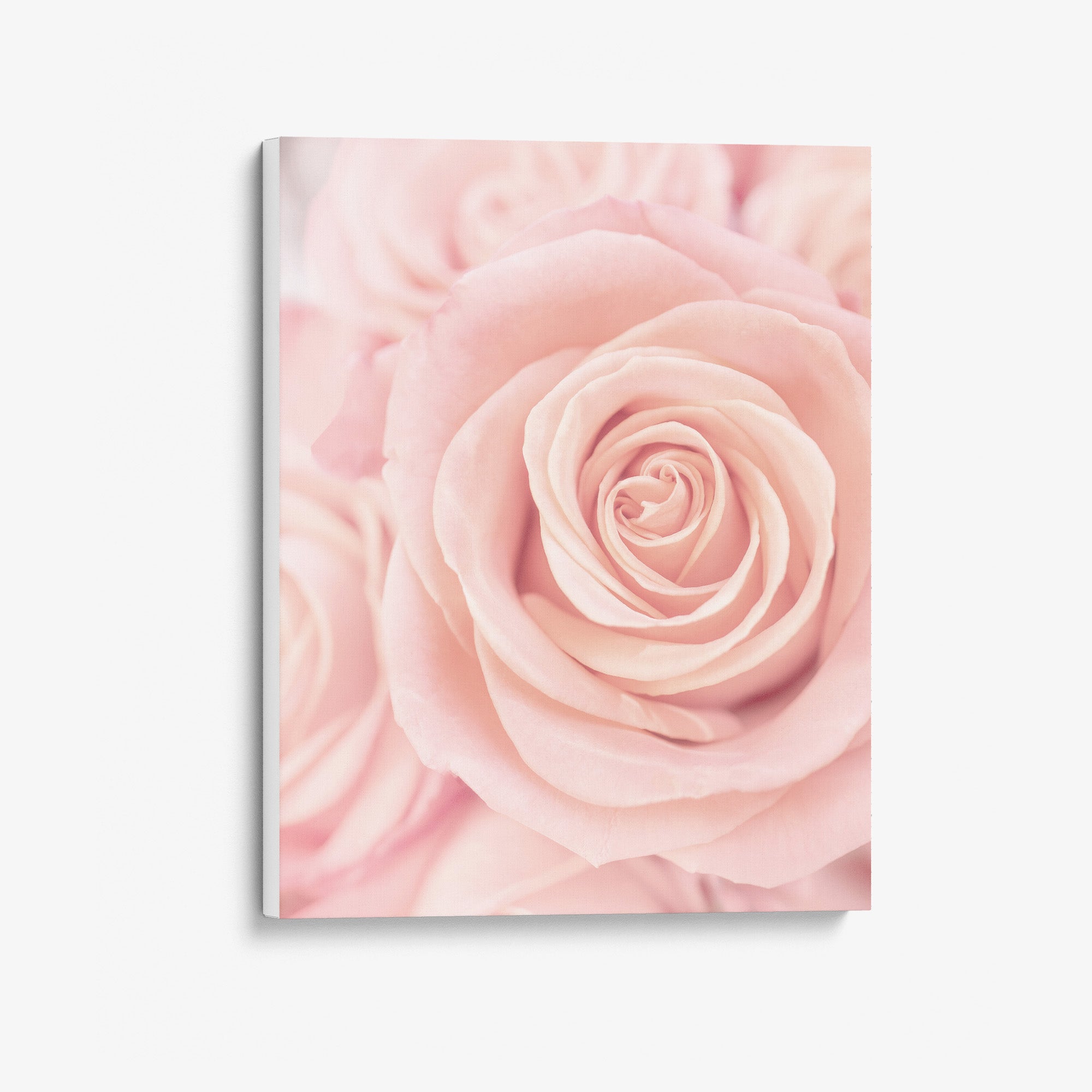 Elegant Pink Rose Canvas Print, 'Pink Luxe'