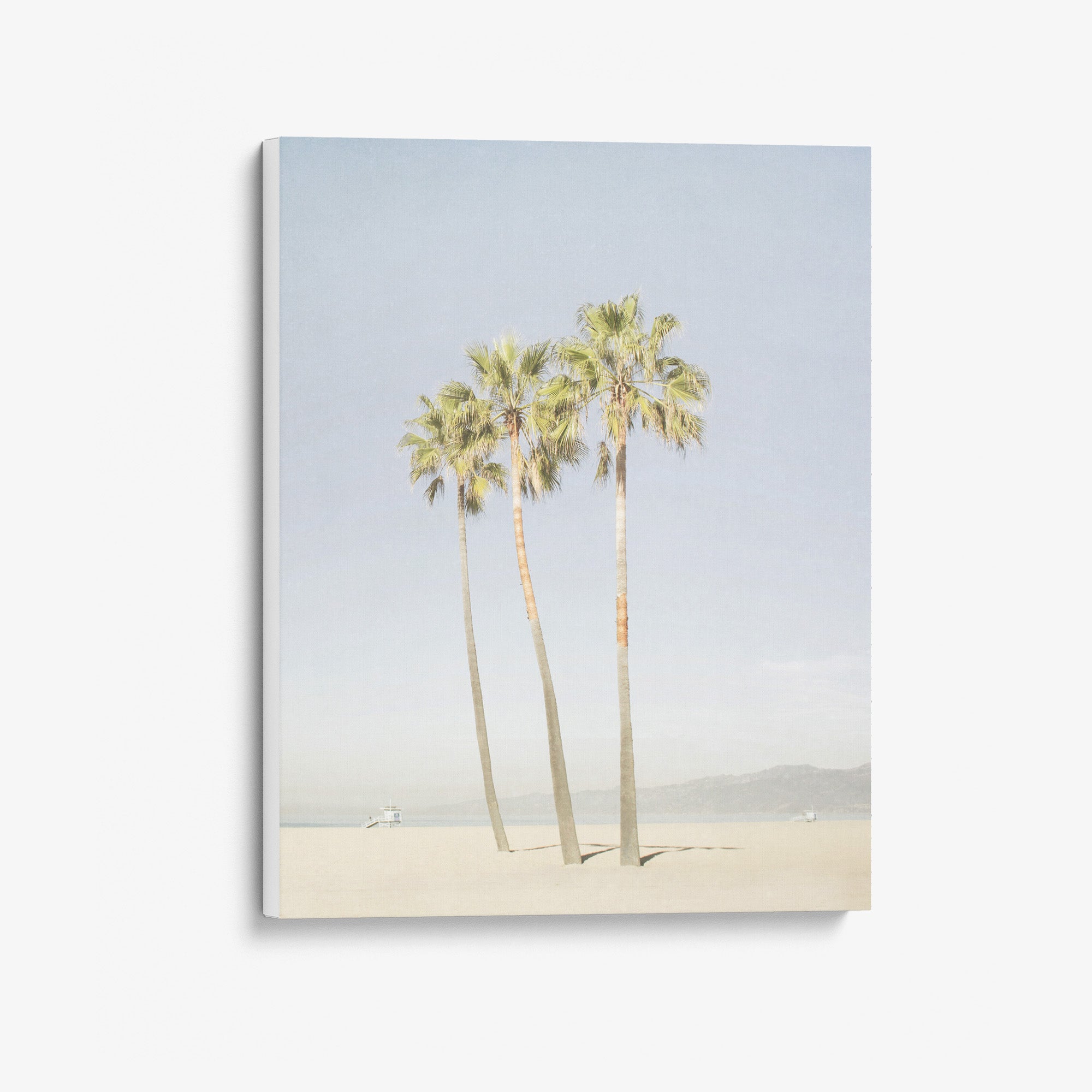 Venice Beach Palm Tree Canvas Print 'Three Palms'