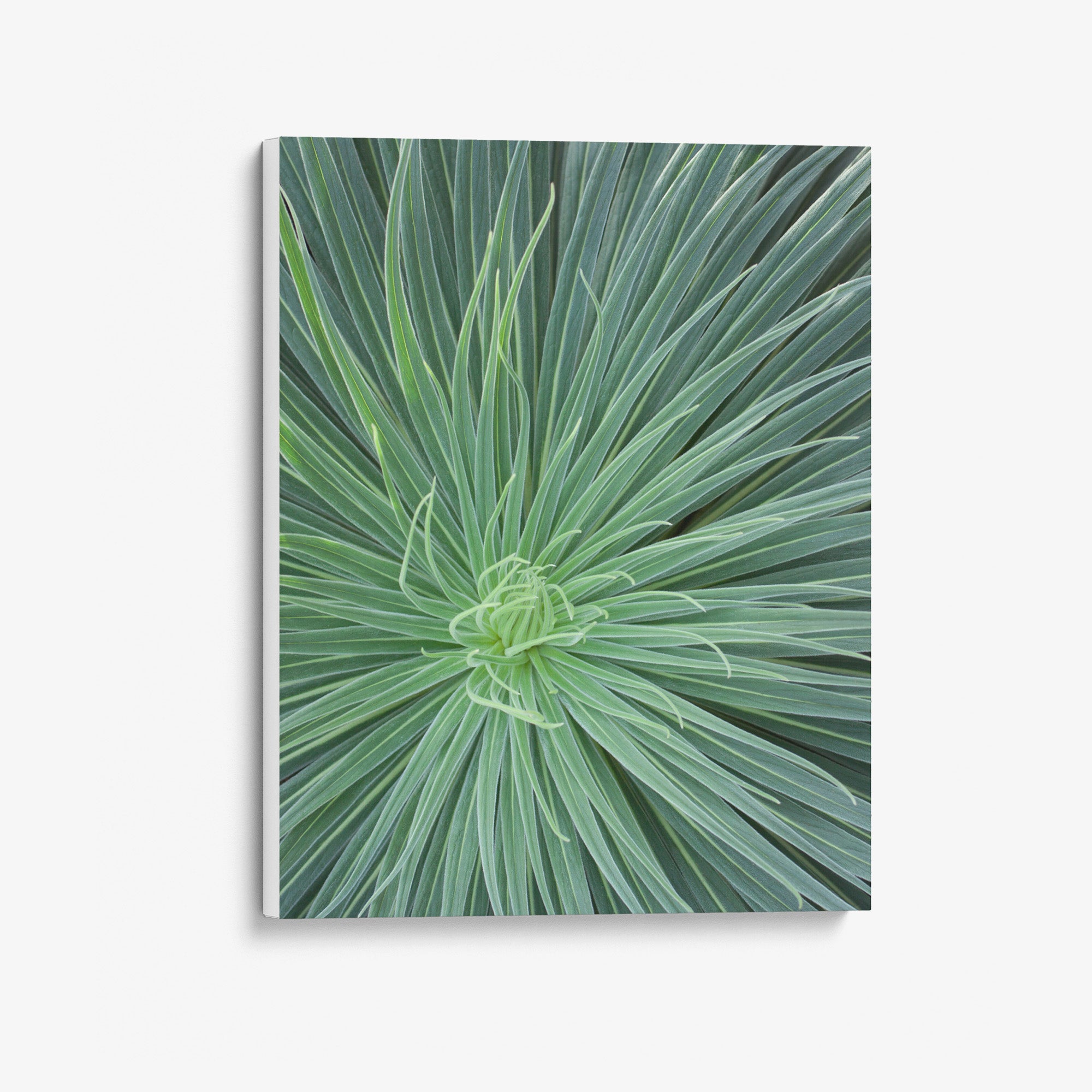 Dramatic Green Botanical Canvas Artwork, 'Desert Fireworks II'