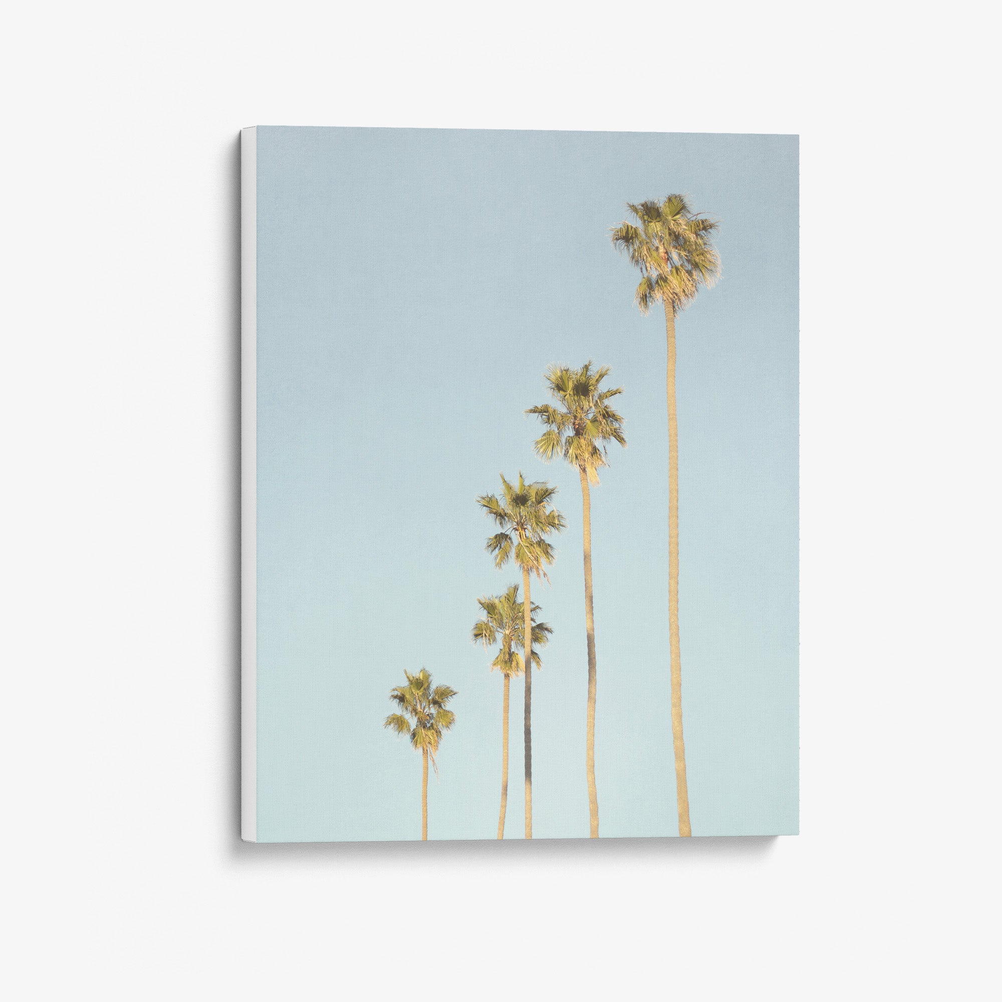 Los Angeles Palm Tree Canvas Photographic Print 'Palm Tree Steps'