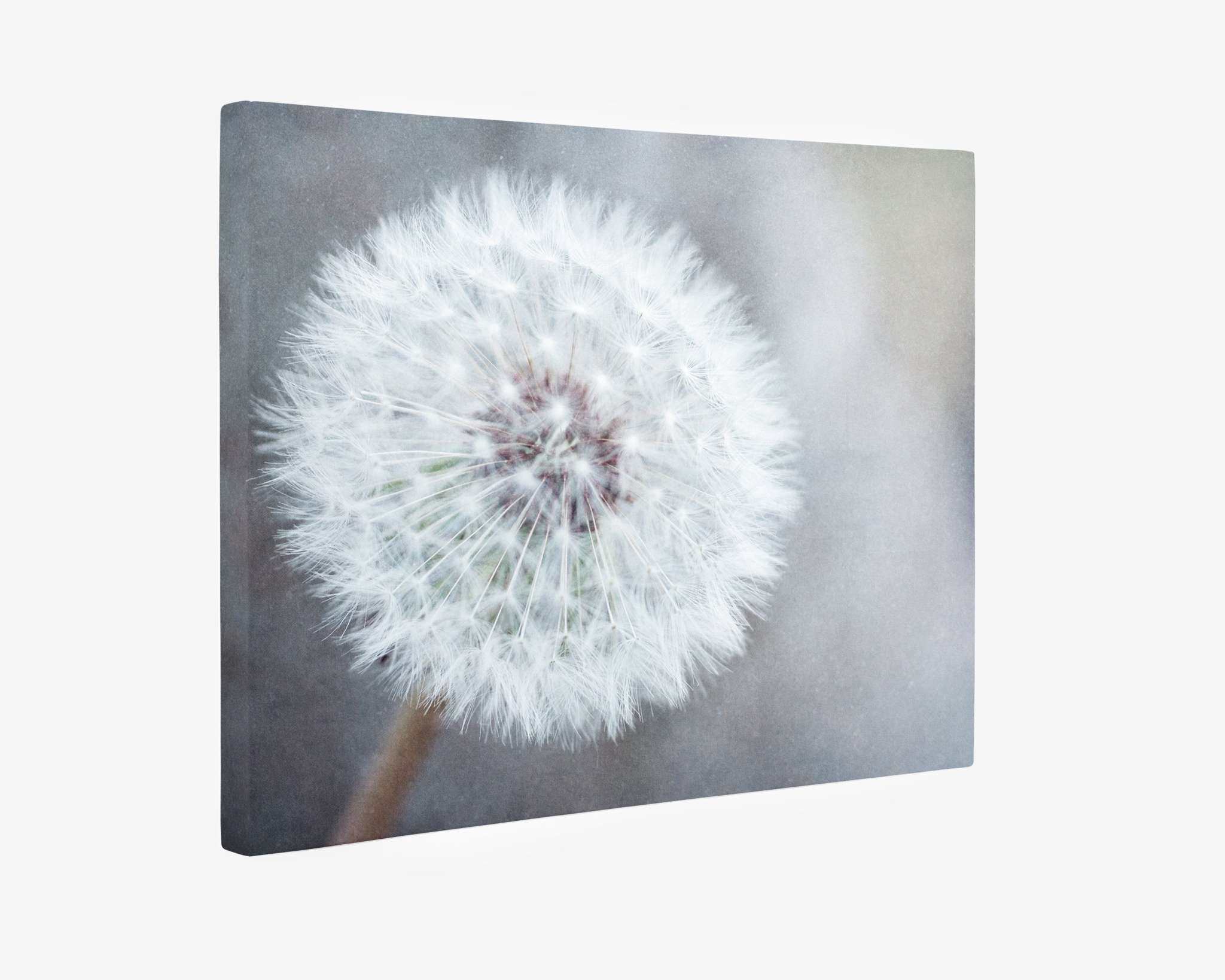 A close-up view of a dandelion seed head against a soft grey background. The delicate white seeds are clearly visible, radiating from the center of the flower. This ready-to-hang Offley Green Botanical Canvas Prints (Multiple Designs) - 11x14 inches is set on a square canvas gallery wrap with slightly blurred edges, perfect for any nature lover's décor.