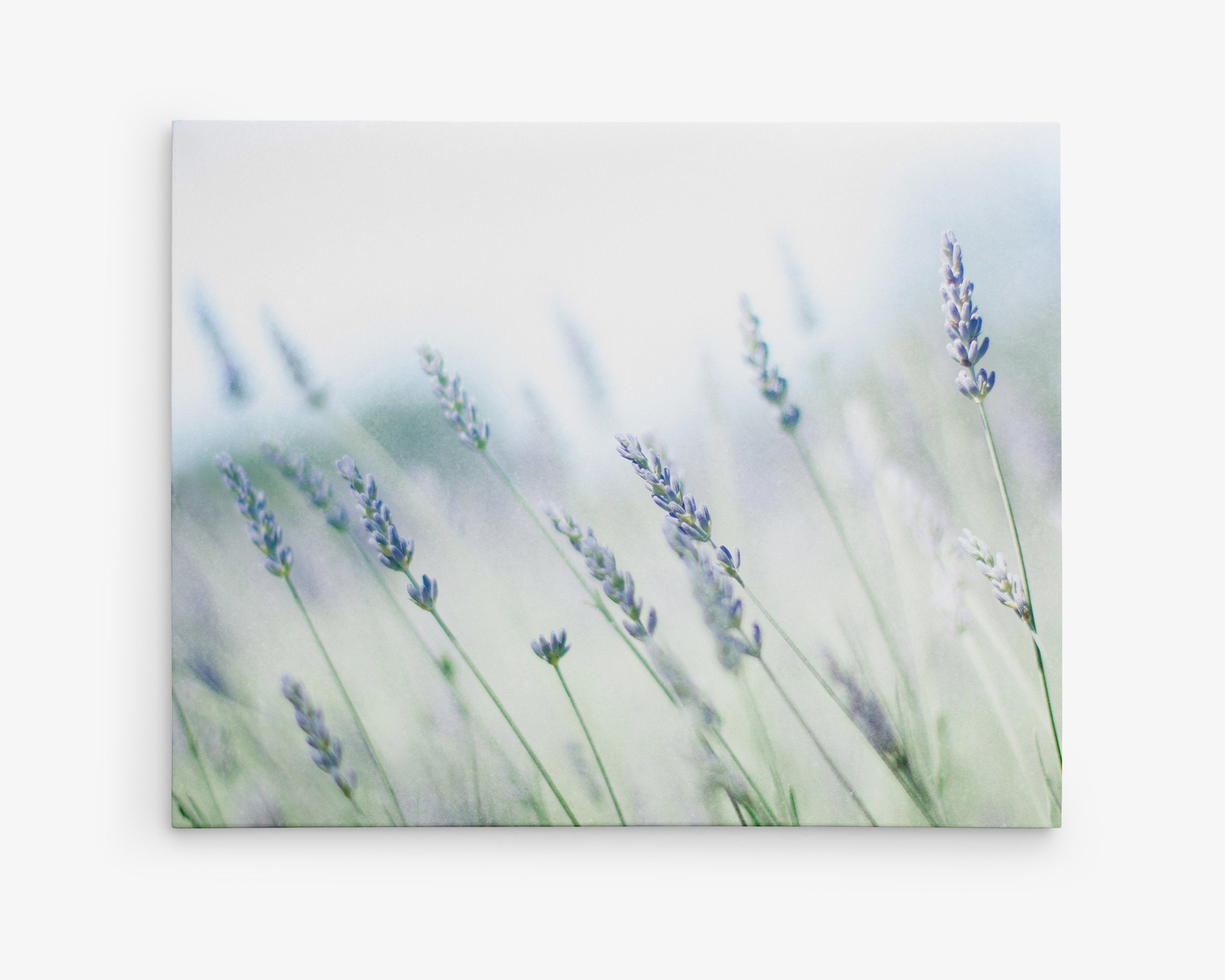 A soft-focus image of lavender flowers, capturing a serene and delicate scene in hues of blue and green, presented on a Offley Green Rustic Farmhouse Canvas Wall Art, 'Buds of Lavender' gallery wrap.