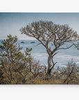 California Landscape Canvas Art in Big Sur, 'Wind Blown Tree'