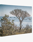California Landscape Canvas Art in Big Sur, 'Wind Blown Tree'