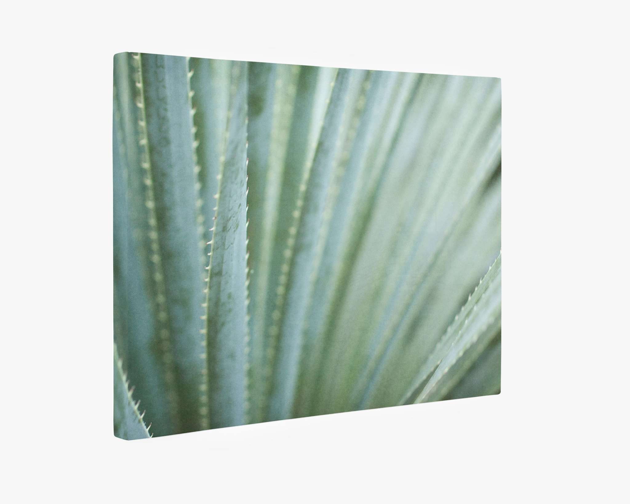 Close-up of a blue agave plant showing detailed texture and sharp spines, with a soft focus in the background, printed on Offley Green's Abstract Green Botanical Canvas Wall Art, 'Strands and Spikes'.