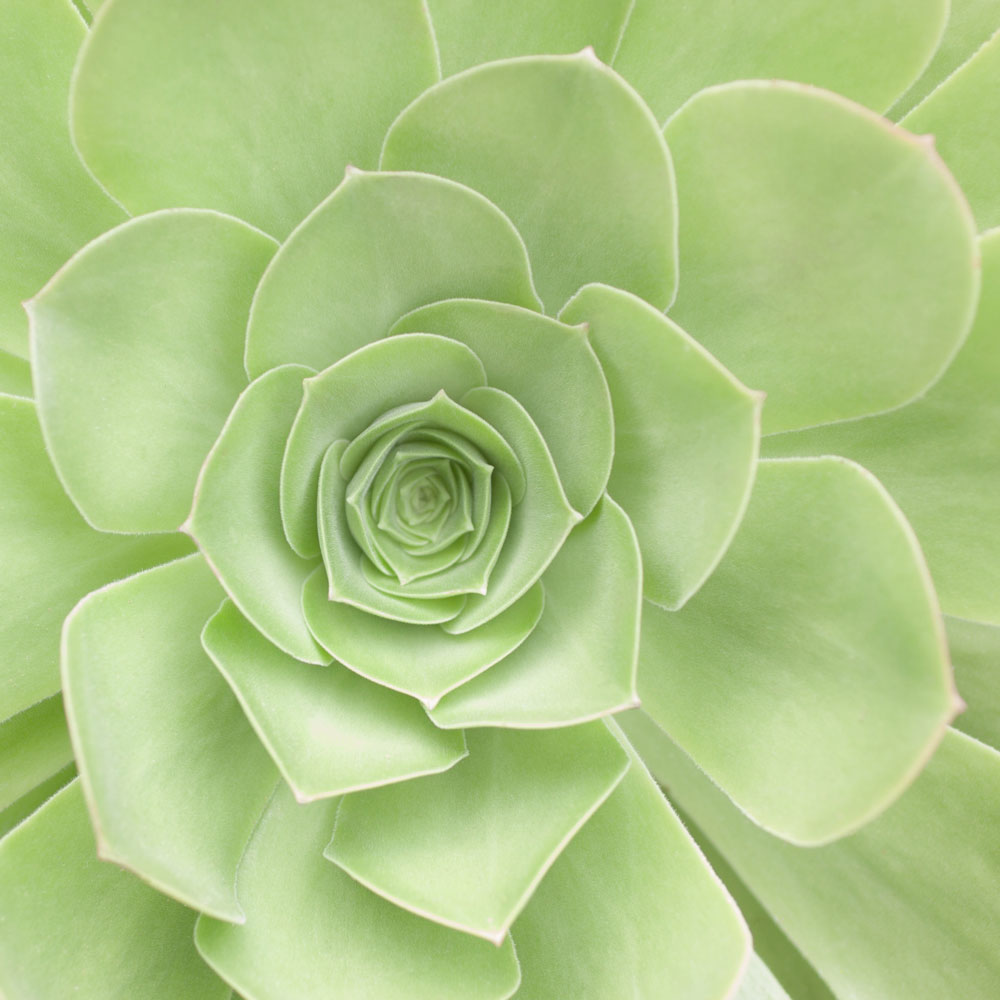 Soothing Green Picture of a Succulent Plant