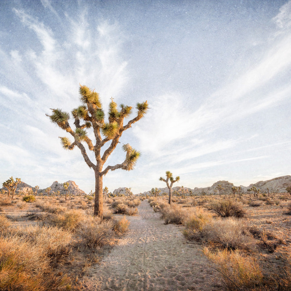 Joshua Tree Landscape Print