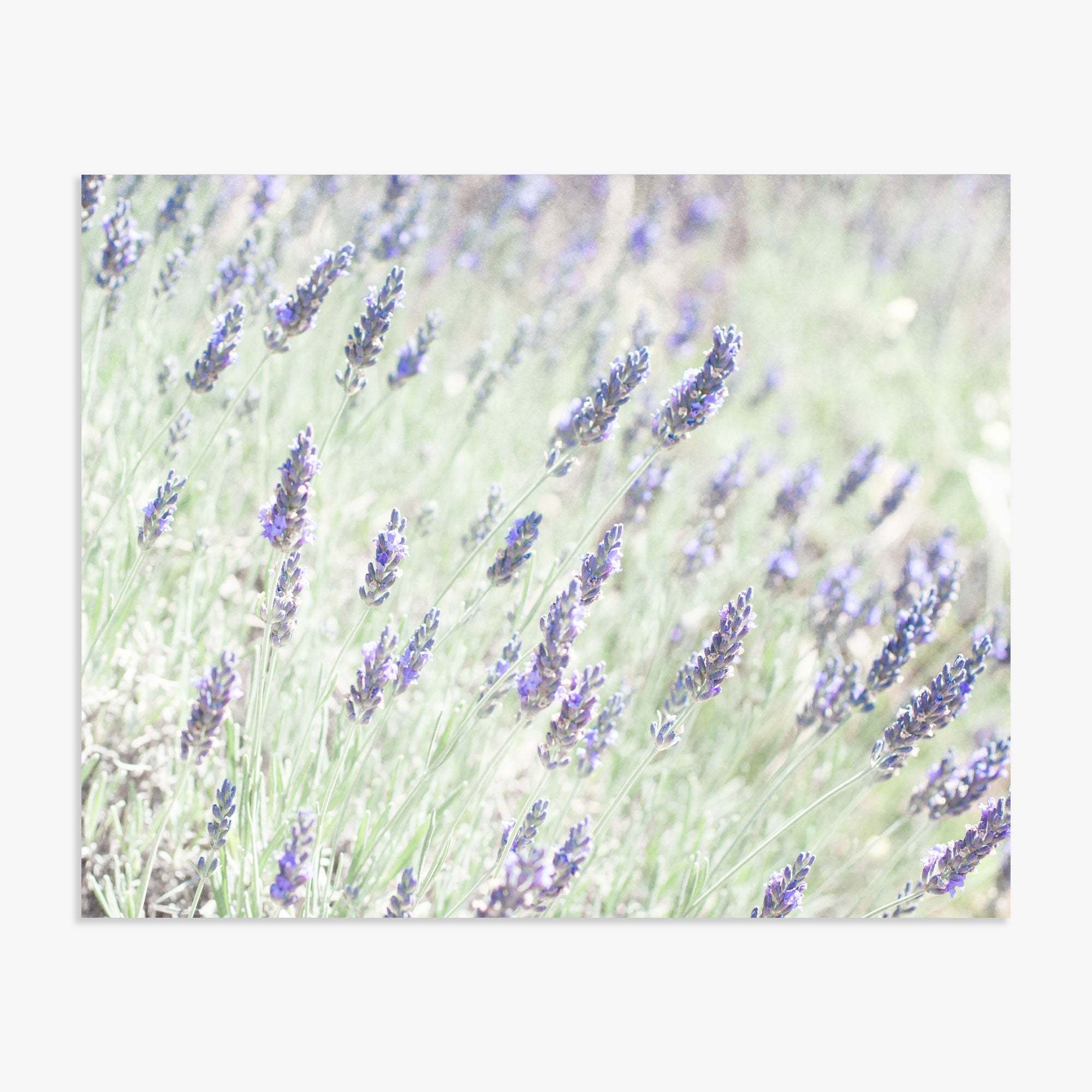 A tranquil image of a Floral Purple Print, &#39;Lavender for LaLa&#39; field with purple blooms against a soft green and white background, conveying a serene and lush garden vibe, printed on archival photographic paper by Offley Green.