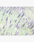 A tranquil image of a Floral Purple Print, 'Lavender for LaLa' field with purple blooms against a soft green and white background, conveying a serene and lush garden vibe, printed on archival photographic paper by Offley Green.