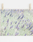 A photograph of a Floral Purple Print, 'Lavender for LaLa' printed on archival photographic paper, pinned to a string with wooden clothespins on a plain, bright background by Offley Green.