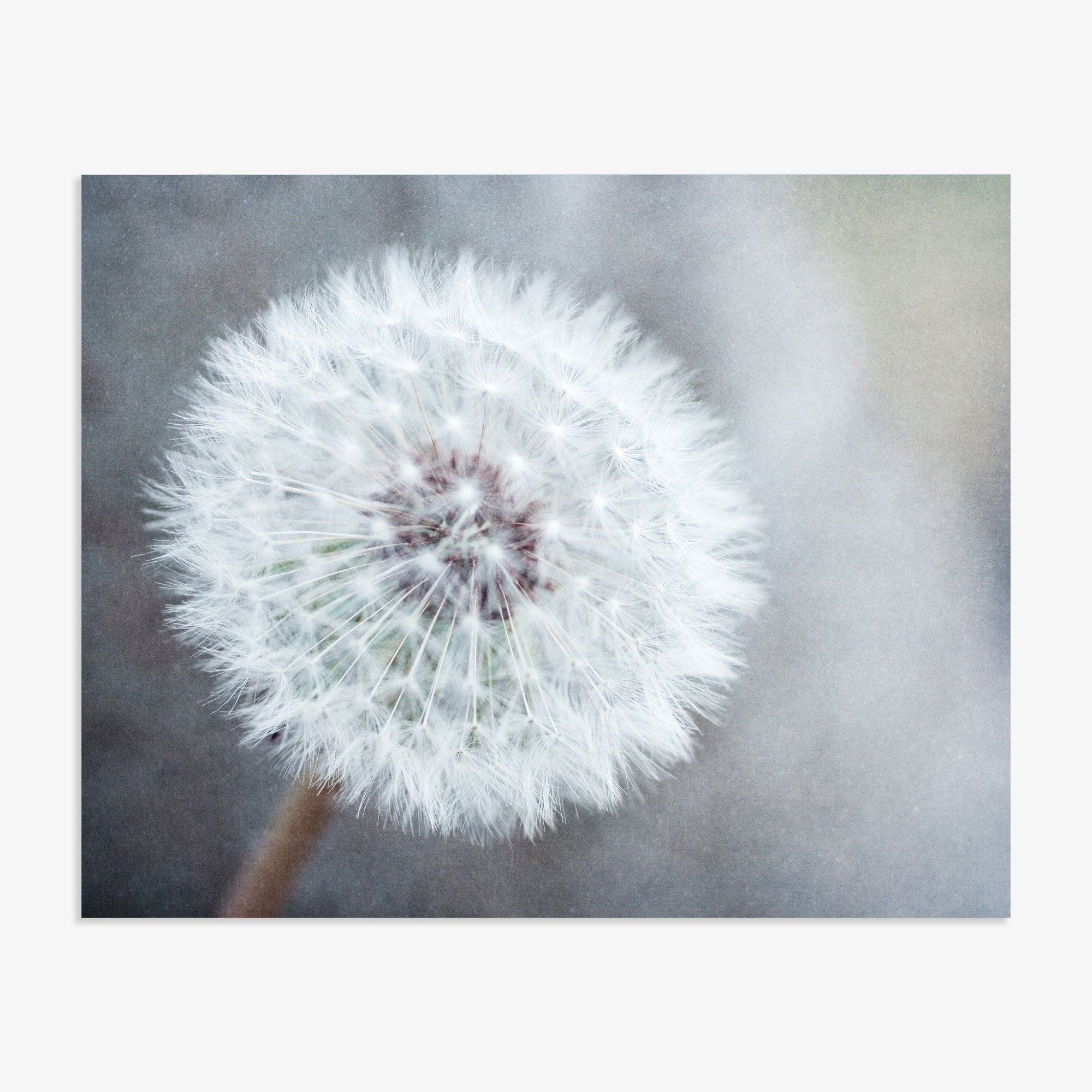 A close-up image of a delicate dandelion seed head, printed on archival photographic paper, displaying its intricate white fluff against a soft, textured Offley Green Neutral Grey Floral Print background.