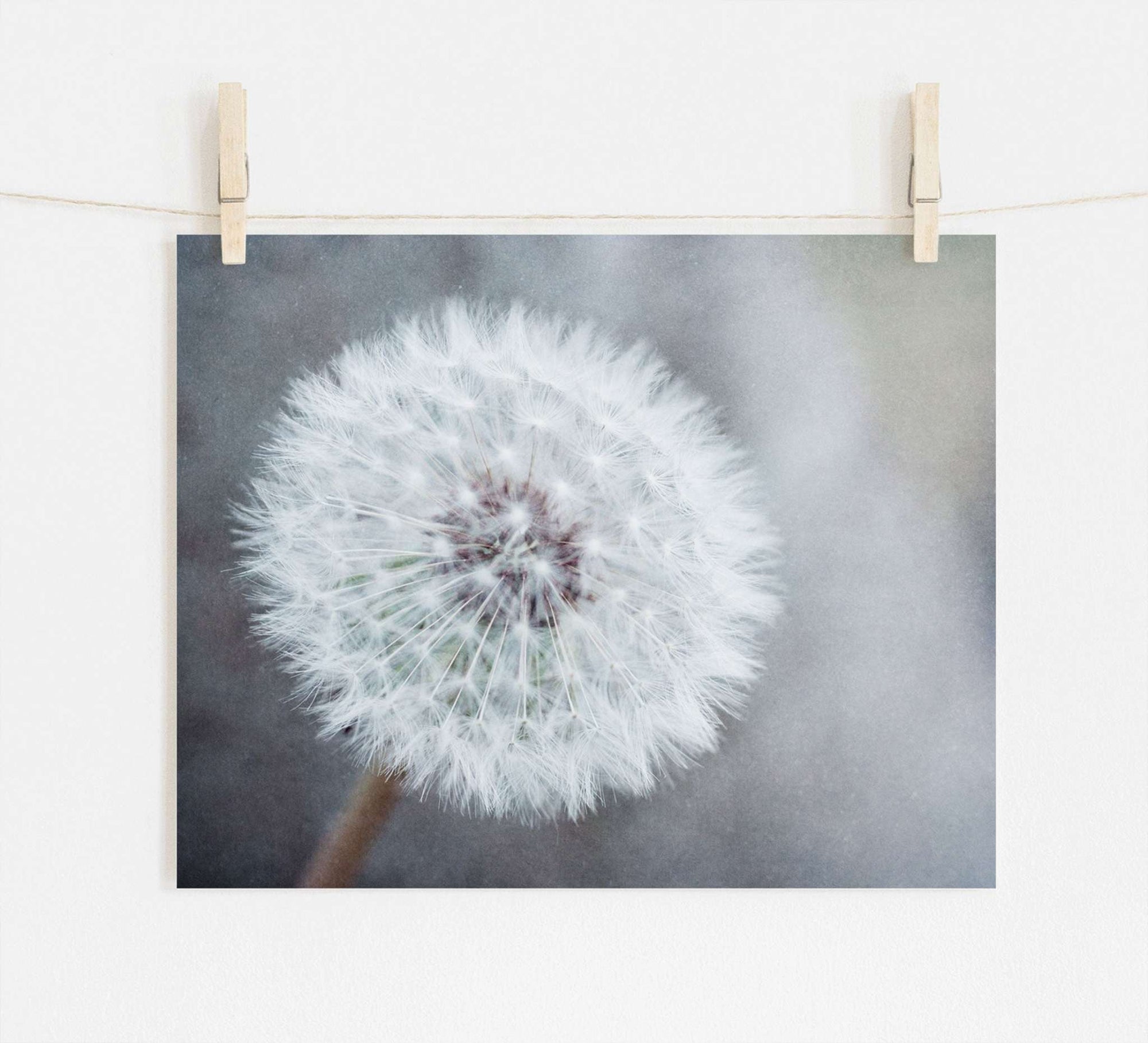 A photo of the Neutral Grey Floral Print, 'Dandelion King' by Offley Green, printed on archival photographic paper with a non-glossy lustre finish, and displayed hung by wooden clips on a string against a plain wall.