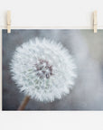 A photo of the Neutral Grey Floral Print, 'Dandelion King' by Offley Green, printed on archival photographic paper with a non-glossy lustre finish, and displayed hung by wooden clips on a string against a plain wall.