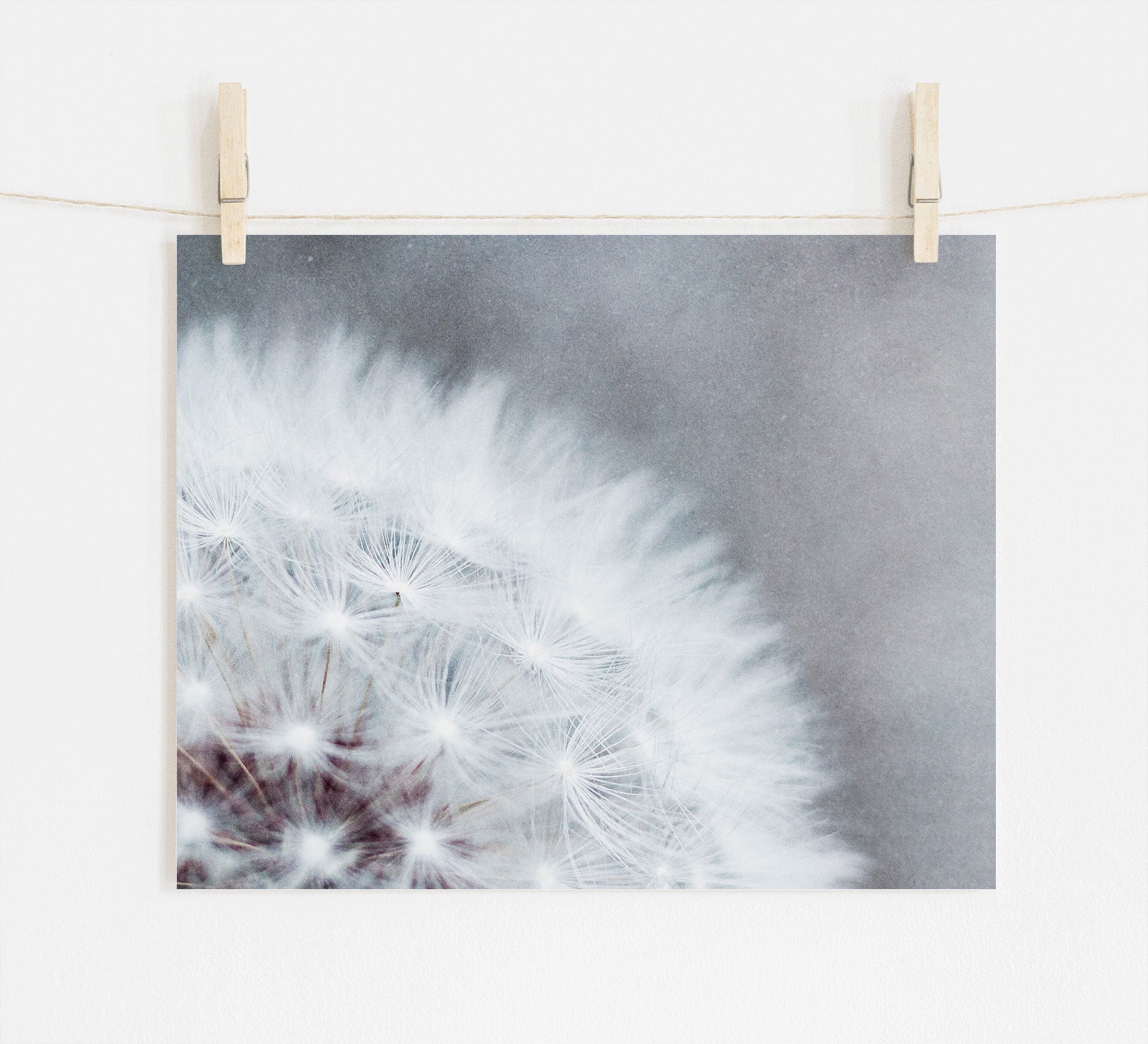 A macro lens photography close-up of a Grey Botanical Print, 'Dandelion Queen' dandelion tuft, displayed against a subdued background, clipped onto a string with two wooden clothespins by Offley Green.