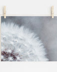 A macro lens photography close-up of a Grey Botanical Print, 'Dandelion Queen' dandelion tuft, displayed against a subdued background, clipped onto a string with two wooden clothespins by Offley Green.