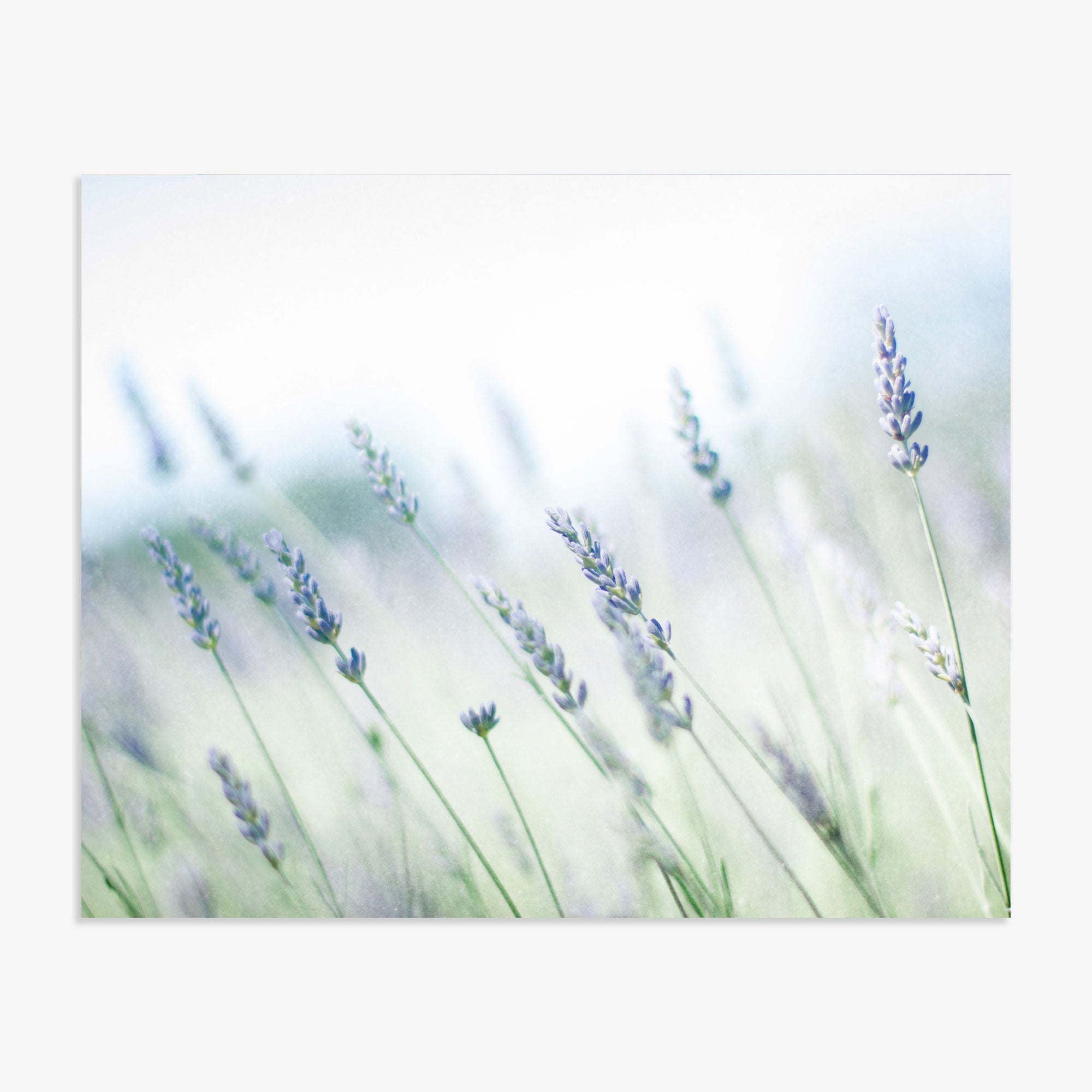Rustic Farmhouse Floral Wall Art, 'Buds of Lavender'