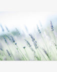 Rustic Farmhouse Floral Wall Art, 'Buds of Lavender'