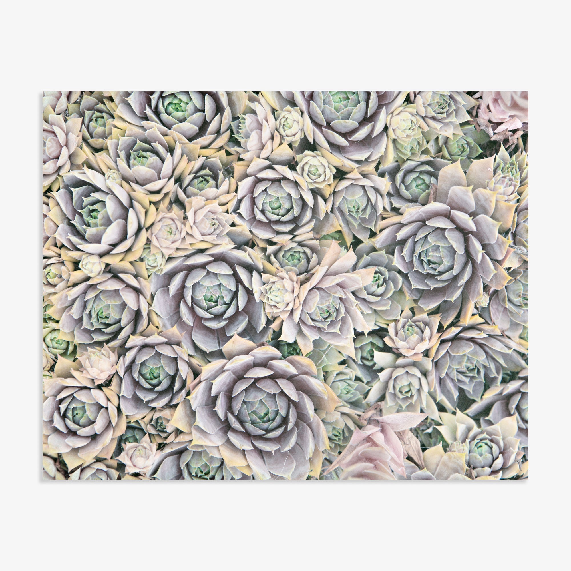 Pastel Green Botanical Print &#39;Succulents Forever&#39;