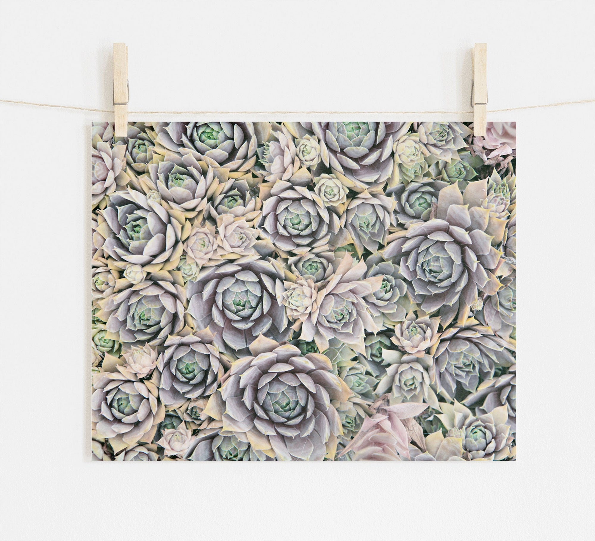 A photograph of a collection of closely clustered succulent plants with rosette shapes, featuring shades of green, purple, and pink. The Pastel Green Botanical Print 'Succulents Forever' by Offley Green, printed on archival photographic paper for lasting quality, is clipped to a string with wooden clothespins against a white background.