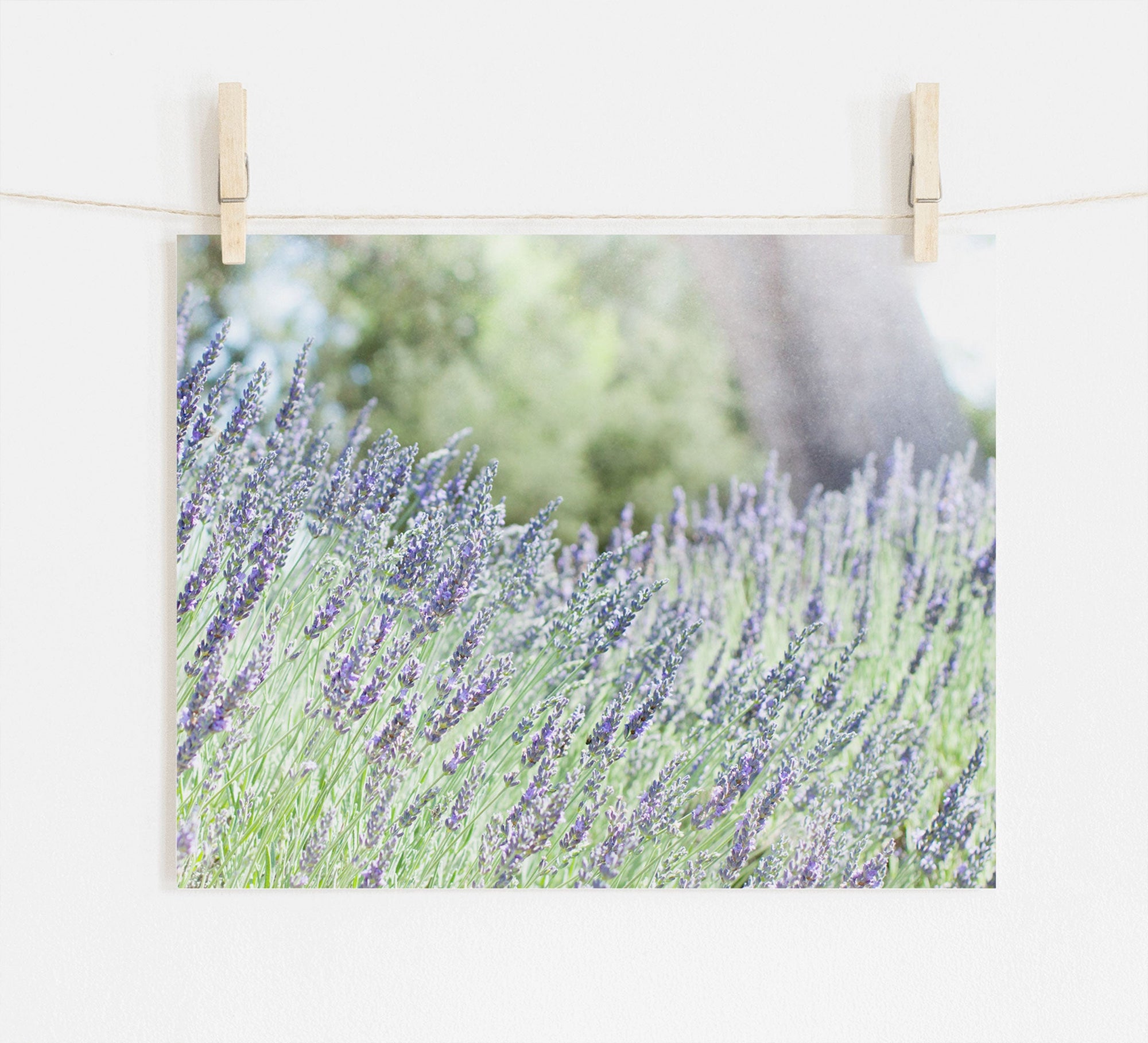 A photo of a blooming lavender field is clipped to a line with clothespins. The lavender flowers are in full bloom, displaying shades of purple, with a blurred background of greenery and trees. Set against a white wall, this unframed print -- the Rustic Floral Print, 'Fields of Lavender' by Offley Green -- captures nature's beauty in vivid detail.