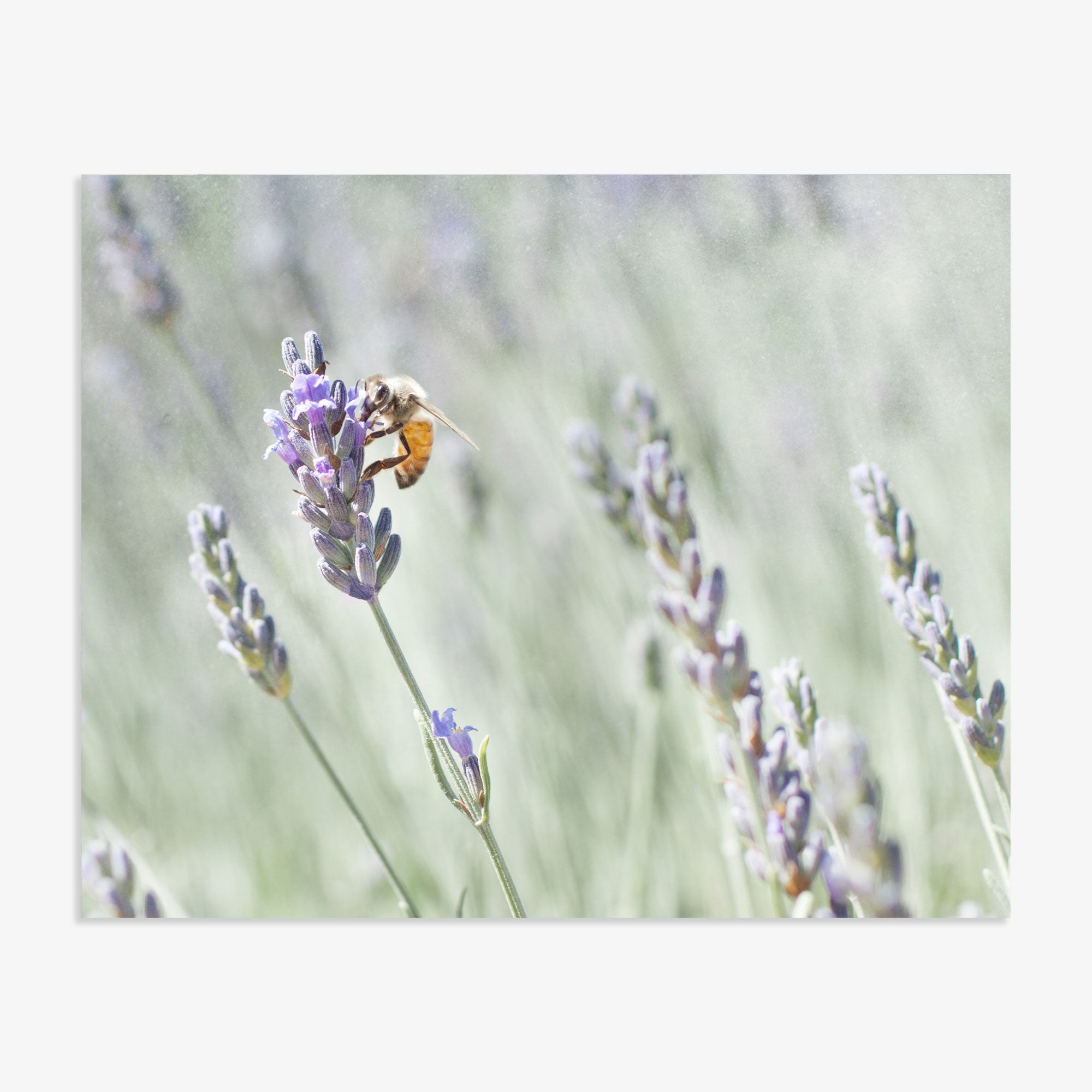 A honeybee gathers pollen on the purple flowers of a lavender plant at a lavender farm, with a soft-focus background enhancing the dreamy, pastel setting.