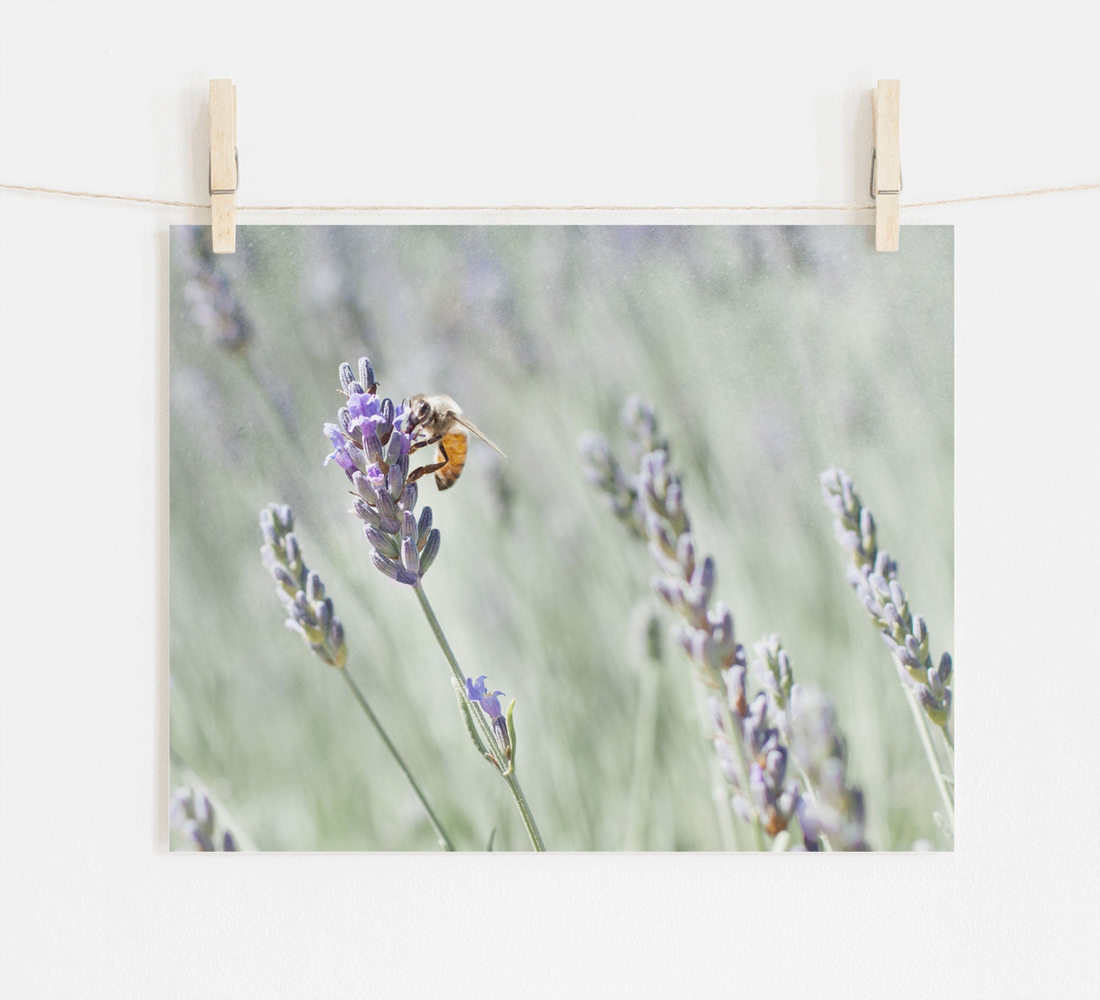 A photograph of the Rustic Floral Print, &#39;Lavender for Bees&#39;, pinned on a string by wooden clothespins against a white background, printed on archival photographic paper.