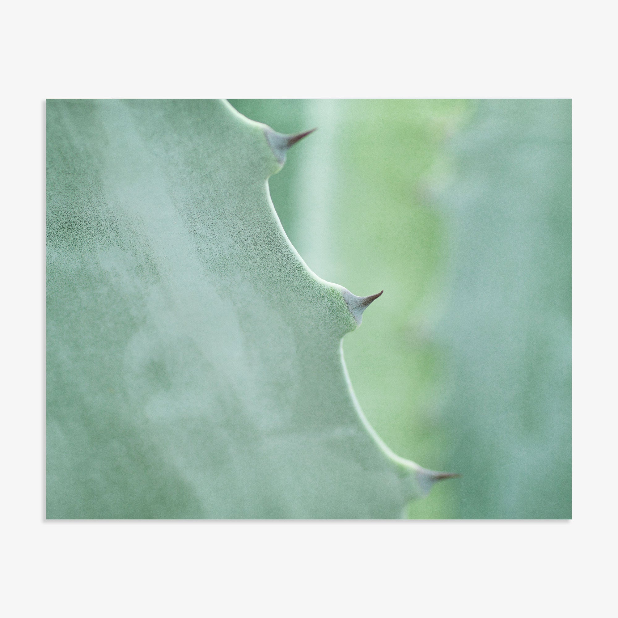 Close-up of a green Offley Green Aloe Vera Spikes print showing its texture and the sharp, brown-tipped thorns along its edge, with a blurred green background.